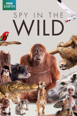 Watch Spy in the Wild Movies for Free