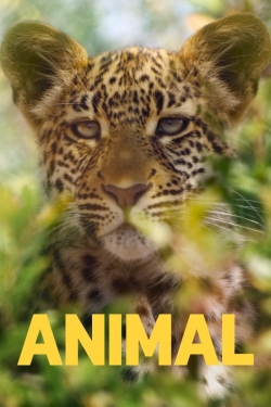 Watch Animal Movies for Free