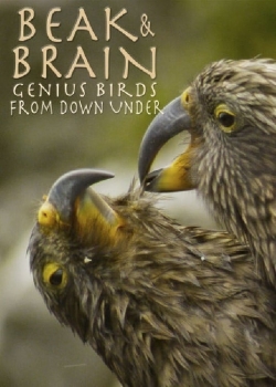 Watch Beak & Brain - Genius Birds from Down Under Movies for Free