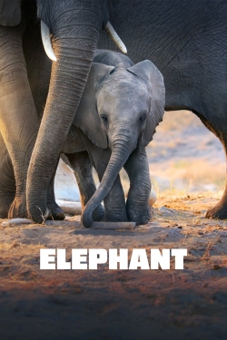 Watch Elephant Movies for Free