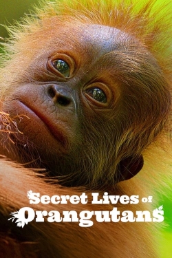 Watch Secret Lives of Orangutans Movies for Free